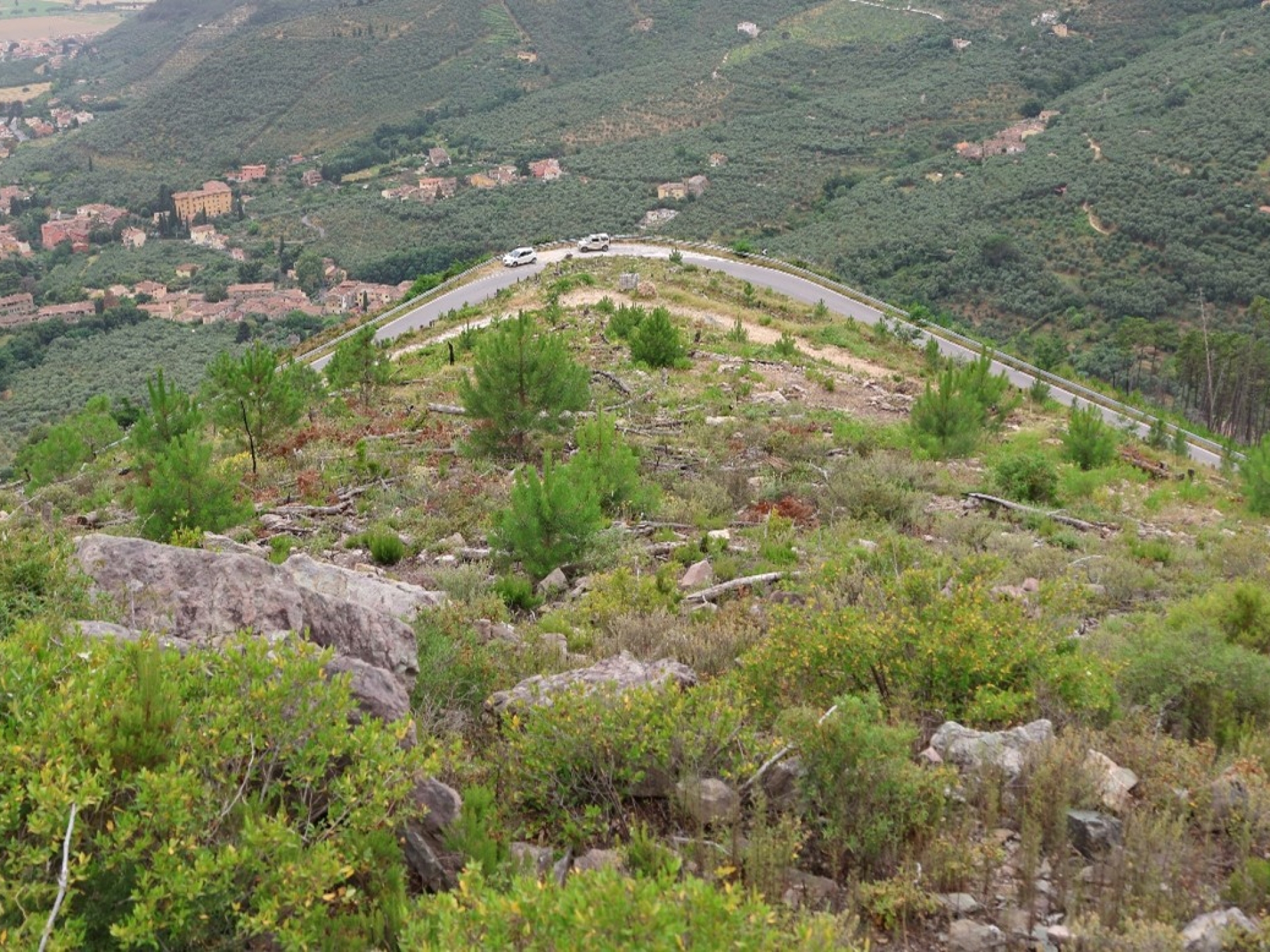 Un bosco dalla cenere: progetto di riforestazione di un’area colpita da incendio